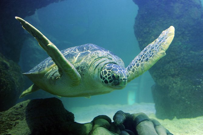 SEA LIFE Paris Val d'Europe Aquarium Entry Ticket - Timed Entry, Mobile Ticket, and Small-Group Flow