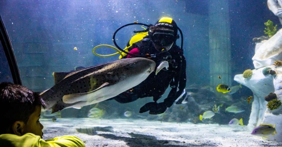 SEA LIFE Porto Full-Day Entrance Ticket - Key things to know before you go