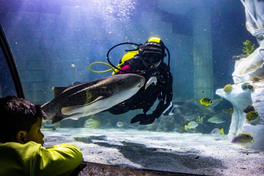 SEA LIFE Porto Full-Day Entrance Ticket - SEA LIFE Porto at Castelo do Queijo: a coastal aquarium day