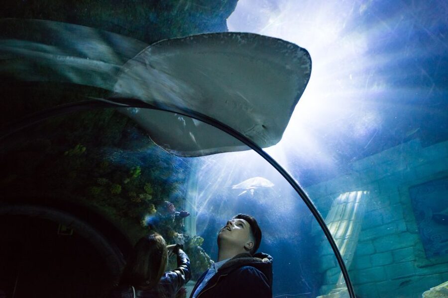 SEA LIFE Porto Full-Day Entrance Ticket - Cow-faced rays and the main tank galleries you’ll want to prioritize