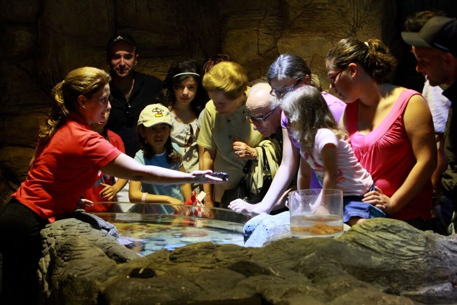 SEA LIFE Porto Full-Day Entrance Ticket - Penguin Island: meeting the new birds in town