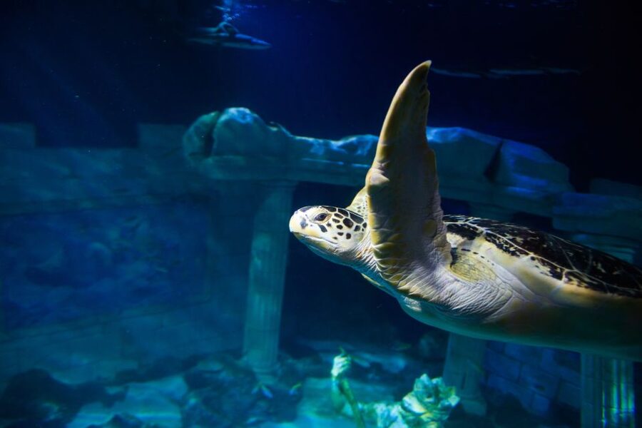 SEA LIFE Porto Full-Day Entrance Ticket - Timing, entry, and on-site rules that affect your day