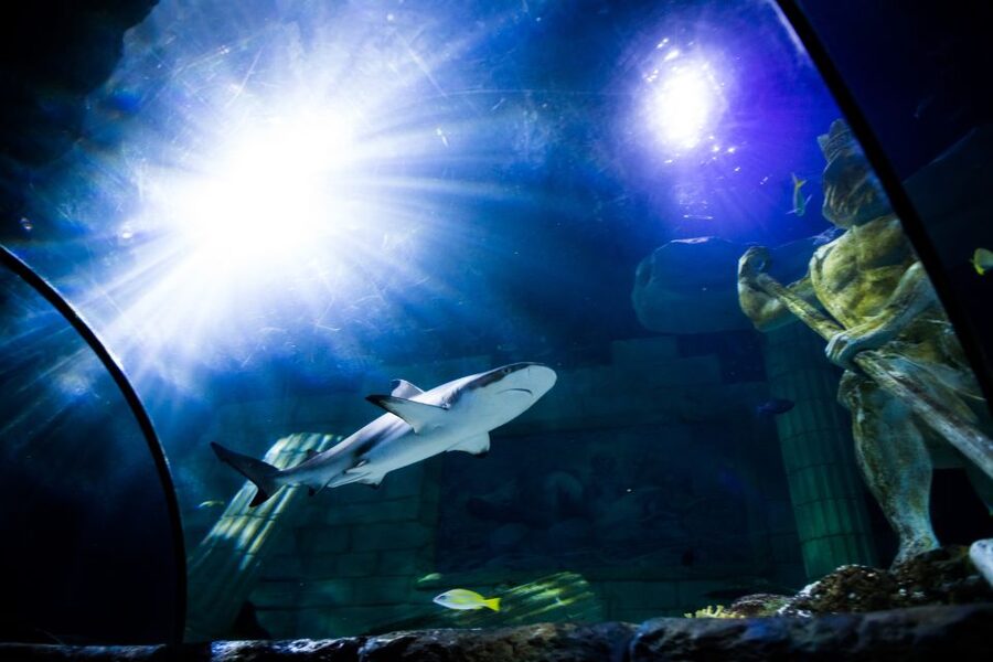 SEA LIFE Porto Full-Day Entrance Ticket - Who SEA LIFE Porto is best for (and who might skip it)