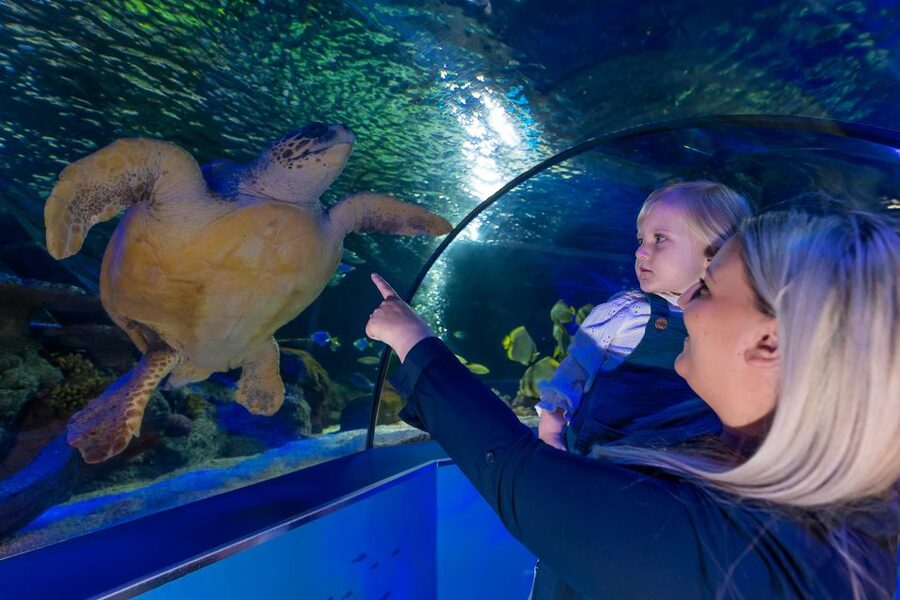 Sea Life Scarborough - Key Things That Make Sea Life Scarborough Worth Your Time