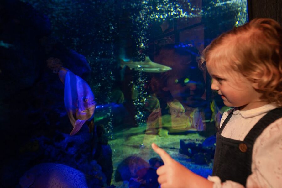 Sea Life Scarborough - Pricing and Value: Is Around $26 Good for a Full Day?
