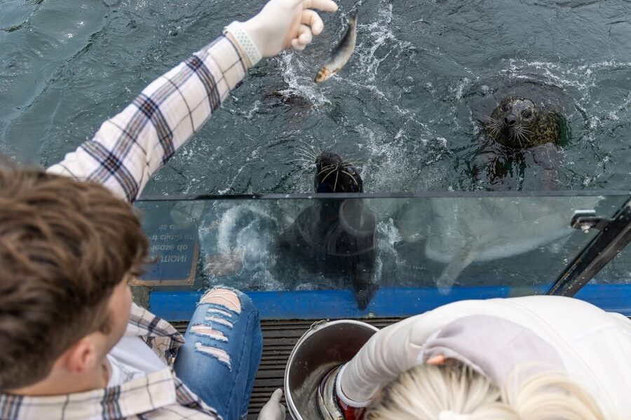 Sea Life Scarborough - Seal Hospital and Boo the Resident Seal