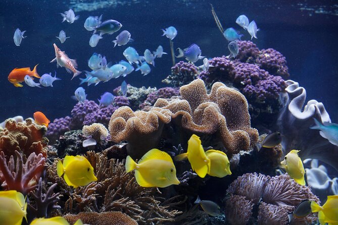 SEA LIFE Speyer Admission Ticket - Your Self-Guided Route: From Cooler Waters to the Tropical Reef