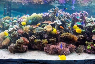 SEA LIFE Speyer Admission Ticket - Getting There and Timing: Pick the Slot, Then Move Smart