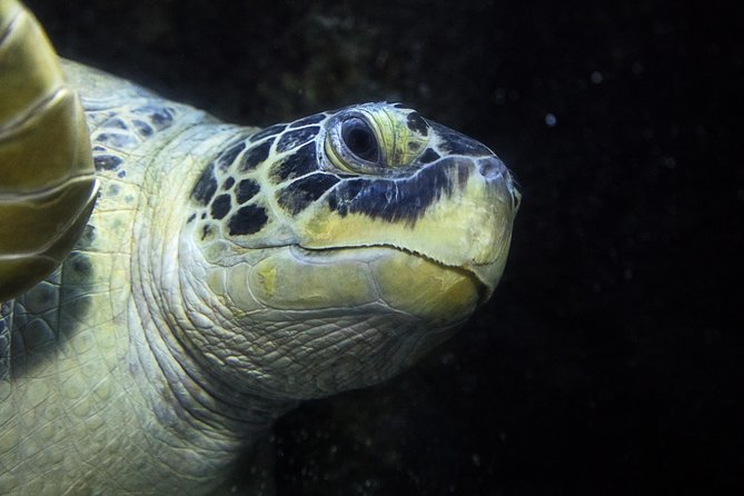 SEA LIFE Speyer Admission Ticket - Reef Views and Tropical Corals: Where the Lighting Does the Work
