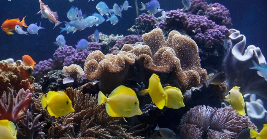 Sea Life Speyer Ticket - Key points before you go