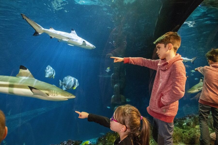 Sea Life Speyer Ticket - First rooms: Lake Constance, Loreley Rock, and the North Sea vibe