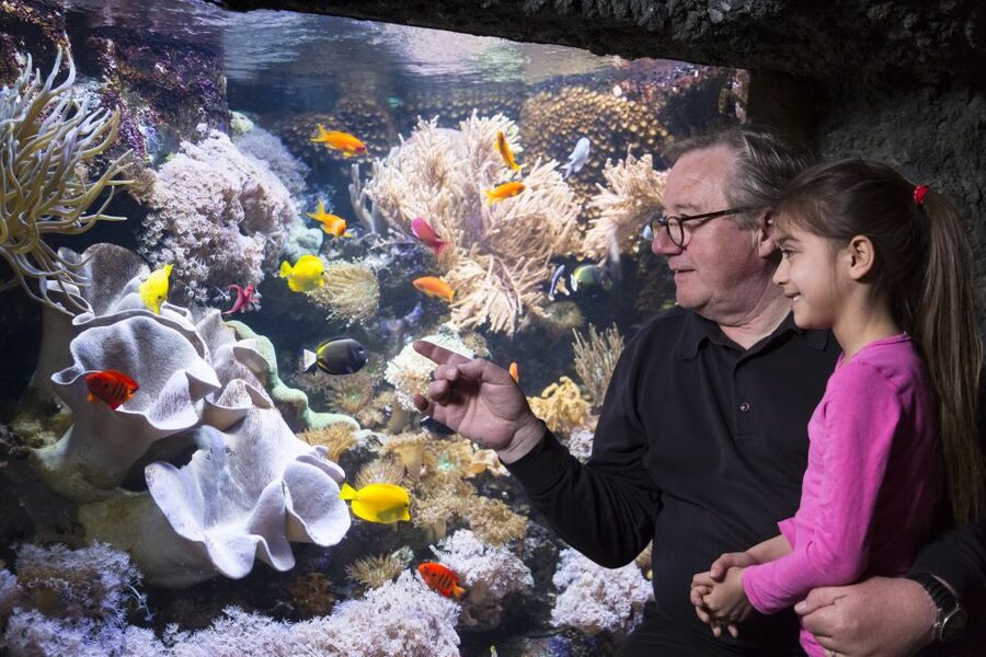 Sea Life Speyer Ticket - The 8-metre underwater tunnel: where the Mediterranean Sea takes over