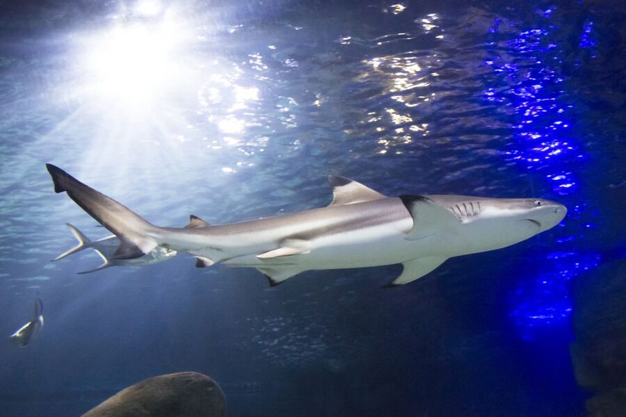 Sea Life Speyer Ticket - Tropical ocean highlights: Marty the green sea turtle and the reef panorama