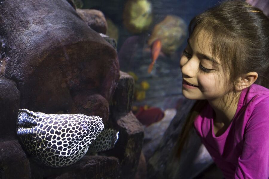Sea Life Speyer Ticket - Germany’s biggest shark-nursery: learning that feels worth it