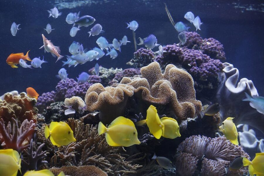 Sea Life Speyer Ticket - Getting there from Speyer: parking is the only real headache