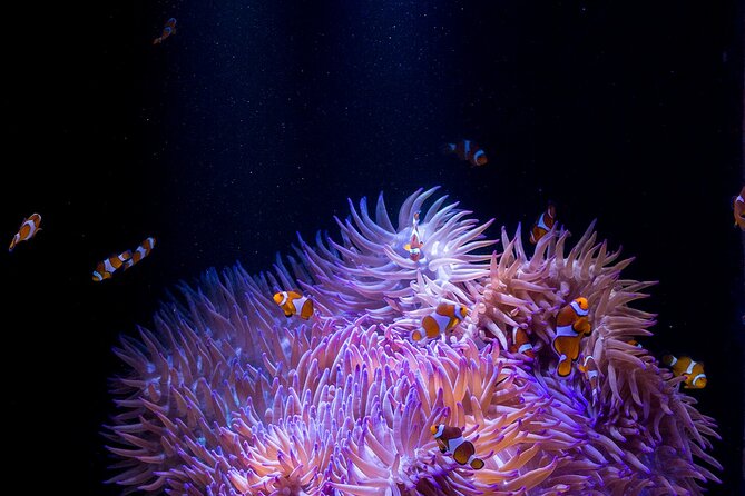 SEA LIFE Sunshine Coast Aquarium Entrance Ticket - Finding Dory and Friends: interactive time that doesn’t feel like homework