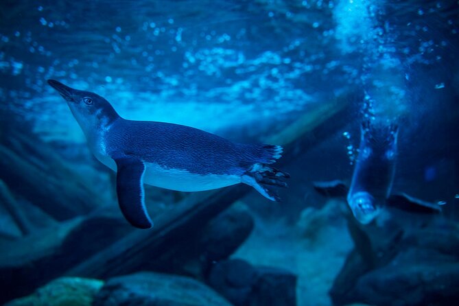 SEA LIFE Sunshine Coast Aquarium Entrance Ticket - Where this ticket fits best: families, animal lovers, and rainy-day planners