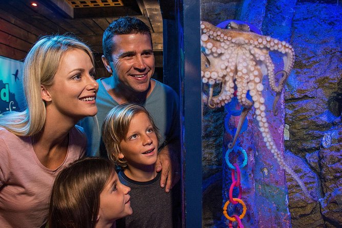 SEA LIFE Sunshine Coast Aquarium Entrance Ticket - Entering The Oceanarium Tunnel: where the close-up magic happens