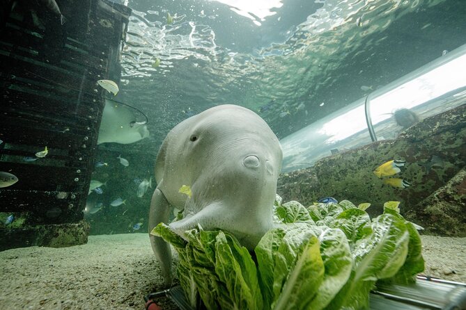 SEA LIFE Sydney Aquarium Entrance Ticket - Timed, Mobile Entry at Darling Harbour: What $31.56 Gets You