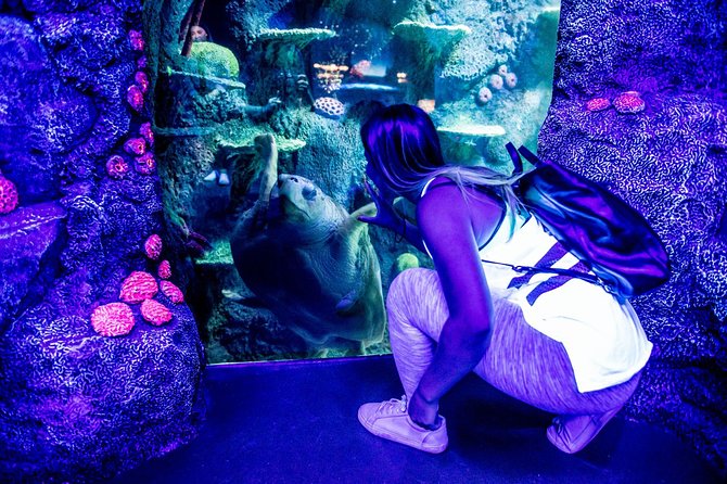 SEA LIFE Sydney Aquarium Entrance Ticket - How the Aquarium Route Works: Reef Zones, Shipwrecks, and Big Exhibits