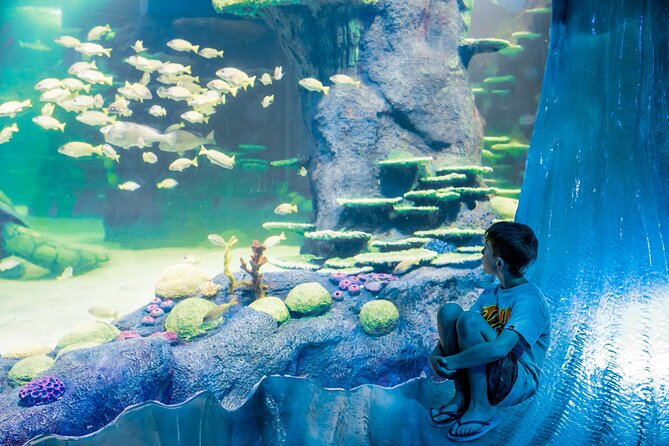 SEA LIFE Sydney Aquarium Entrance Ticket - Dugong Island and Pig’s Story: Why This Zone Feels More Human