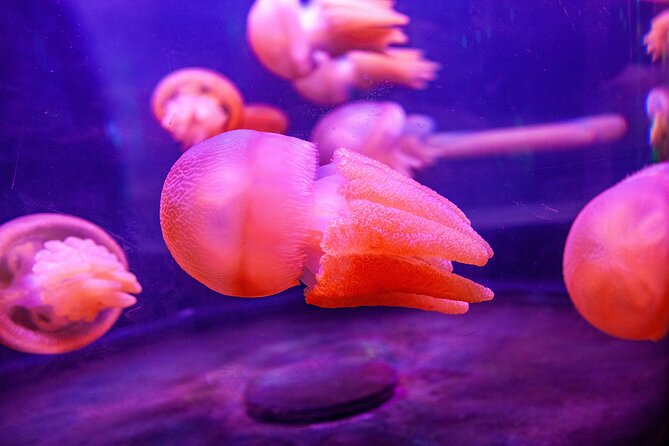 SEA LIFE Sydney Aquarium Entrance Ticket - Penguin Expedition: The 6°C Sub-Antarctic Boat Ride With Snow Flurries