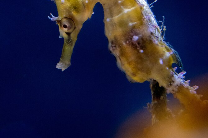 SEA LIFE Sydney Aquarium Entrance Ticket - Touch Areas, Interactive Bits, and Live Feeding: What to Expect When Plans Shift