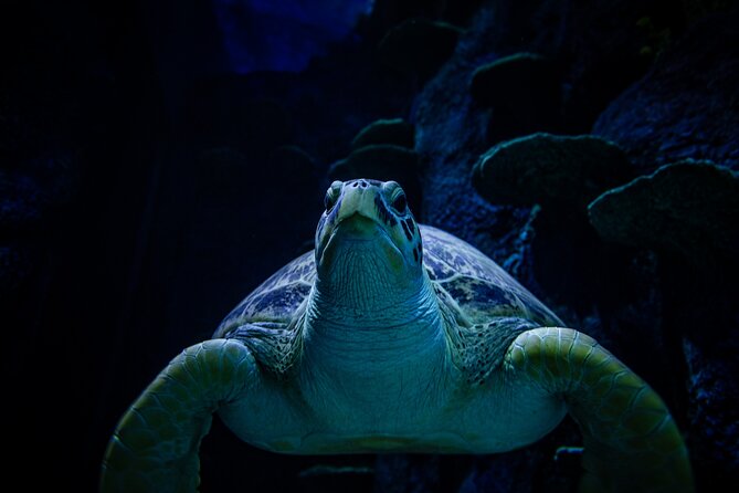 SEA LIFE Sydney Aquarium Entrance Ticket - A Short Sydney Day Plan: Pairing the Aquarium With Darling Harbour Time