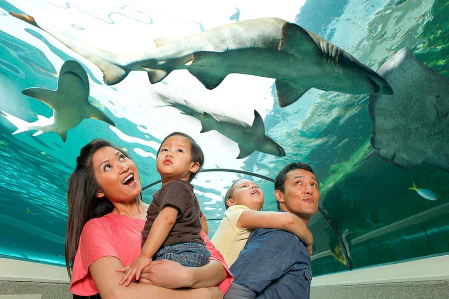 SEA LIFE Sydney Aquarium Entry Ticket - Key things to know before you go