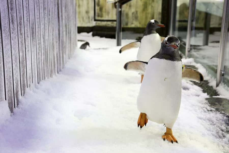 SEA LIFE Sydney Aquarium Entry Ticket - Penguins in the Southern Oceans: where the visit often peaks