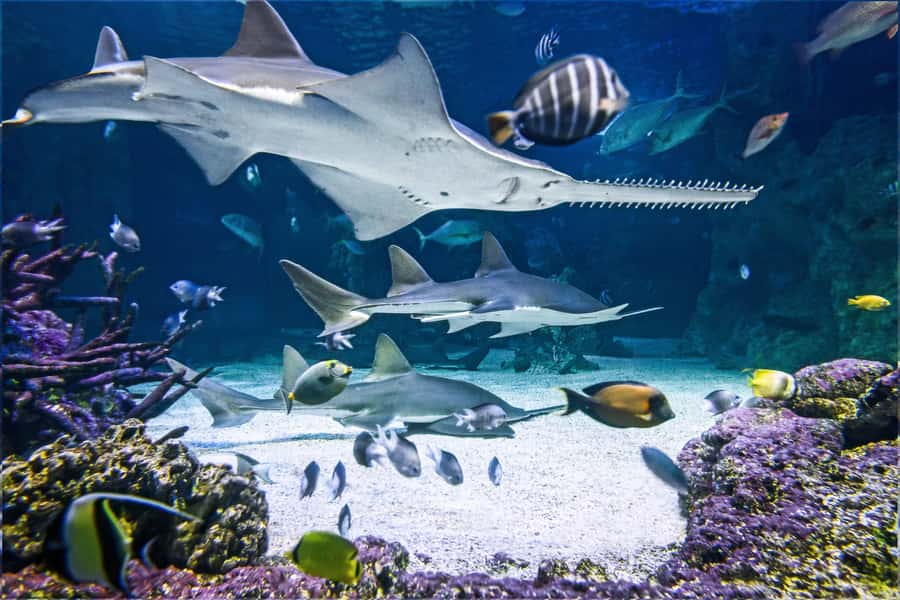SEA LIFE Sydney Aquarium Entry Ticket - SEA LIFE Sydney Aquarium at Darling Harbour: where you’ll start
