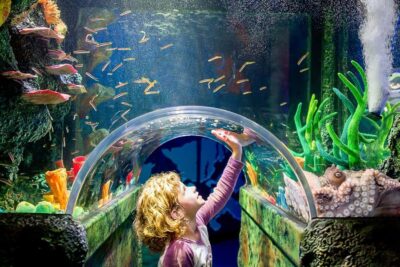 SEA LIFE Sydney Aquarium Entry Ticket - Ticket value: what you’re really paying for