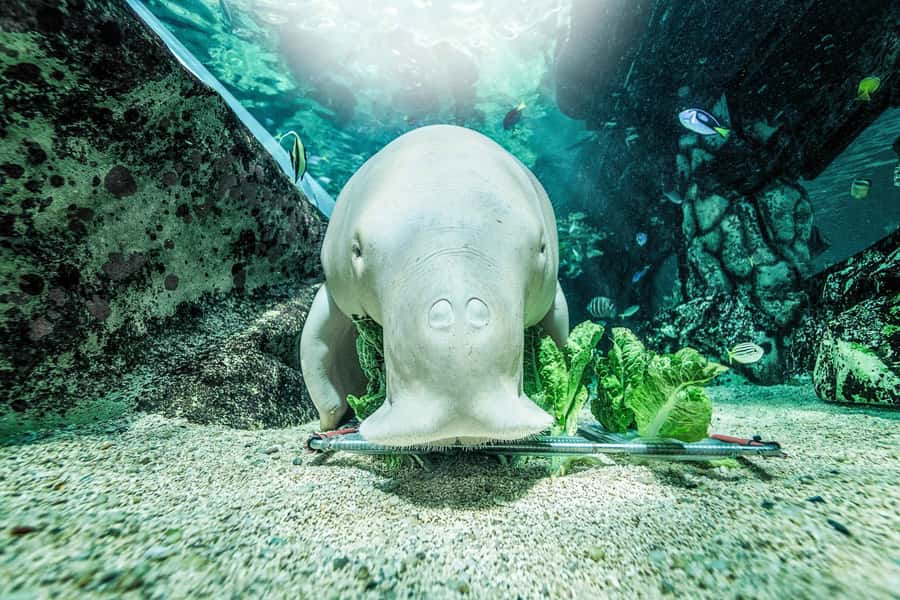 SEA LIFE Sydney Aquarium Entry Ticket - Shark tunnel energy: the big underwater wow moments