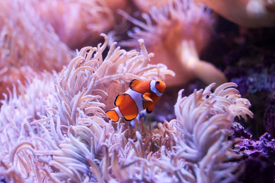 SEA LIFE Sydney Aquarium Entry Ticket - Southern Rivers and secretive moments: platypus spotting