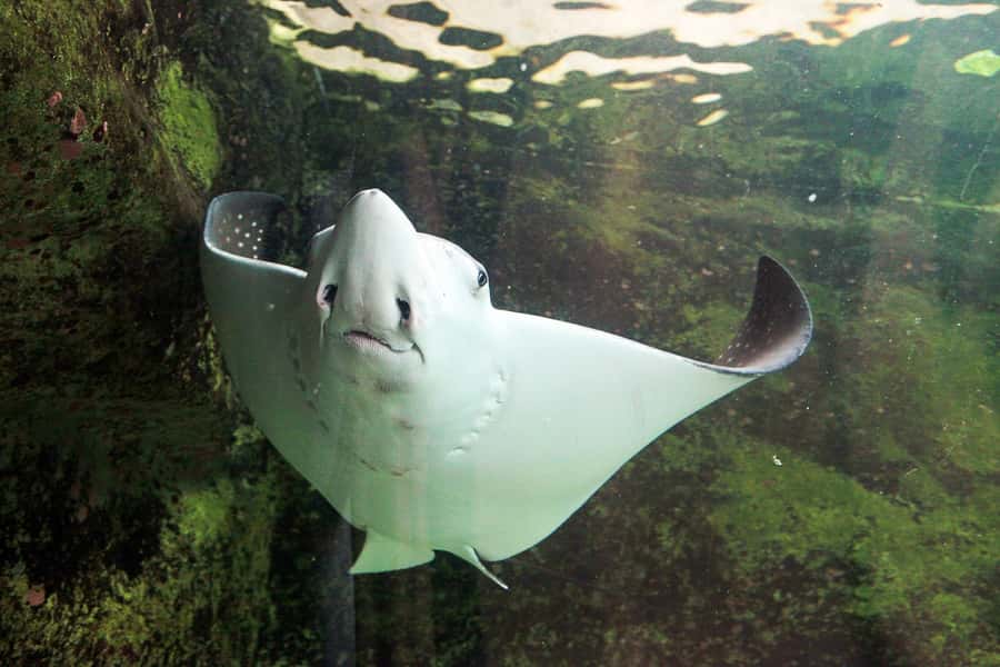 SEA LIFE Sydney Aquarium Entry Ticket - Dugongs, Nemo-style coral, and the CLAWS creature feature