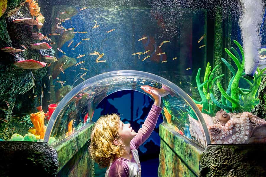 SEA LIFE Sydney Aquarium Entry Ticket - Ticket value: what you’re really paying for
