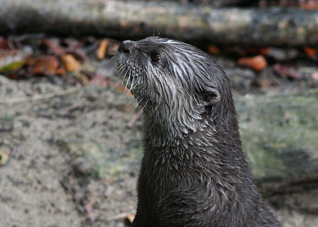 SEA LIFE Timmendorfer Strand Admission Ticket - Key things to know before you go