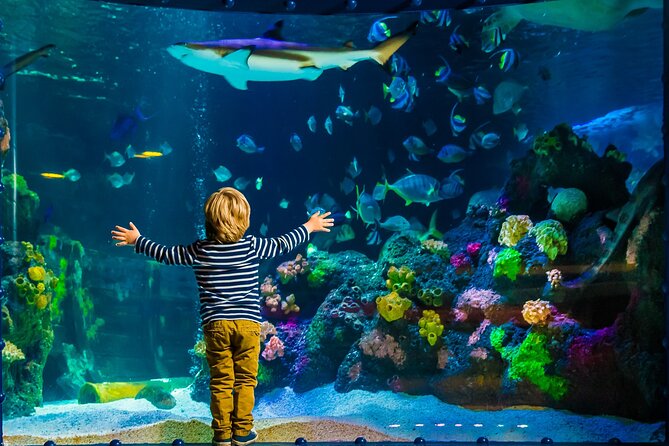 SEA LIFE Timmendorfer Strand Admission Ticket - SEA LIFE Timmendorfer Strand: a beach-day plan that works in any weather