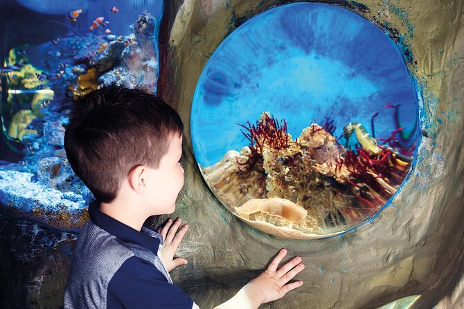 SEA LIFE Timmendorfer Strand Admission Ticket - 11 themed underwater worlds: how the walk-through keeps attention moving