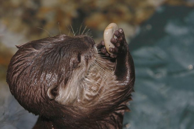SEA LIFE Timmendorfer Strand Admission Ticket - Price and time: is $20.43 worth it?