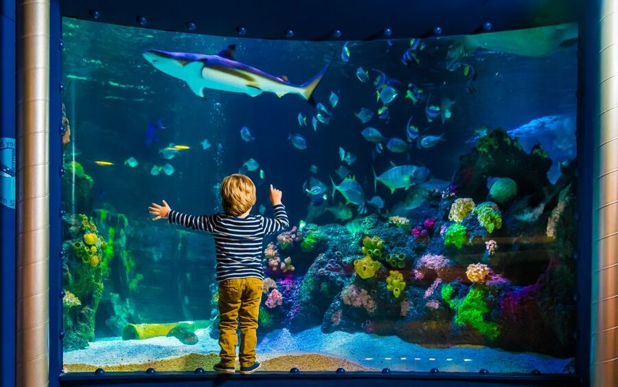 SEA LIFE Timmendorfer Strand Ticket - SEA LIFE Timmendorfer Strand on the Baltic Coast: What You Get for About $20