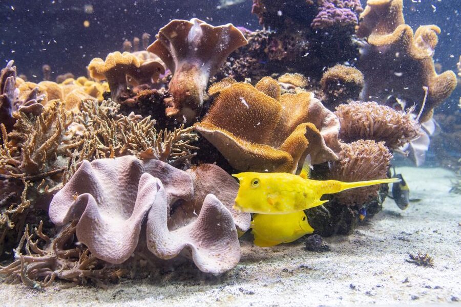 SEA LIFE Timmendorfer Strand Ticket - Rainforest Area Details: Tropical Plants and a Boa Constrictor