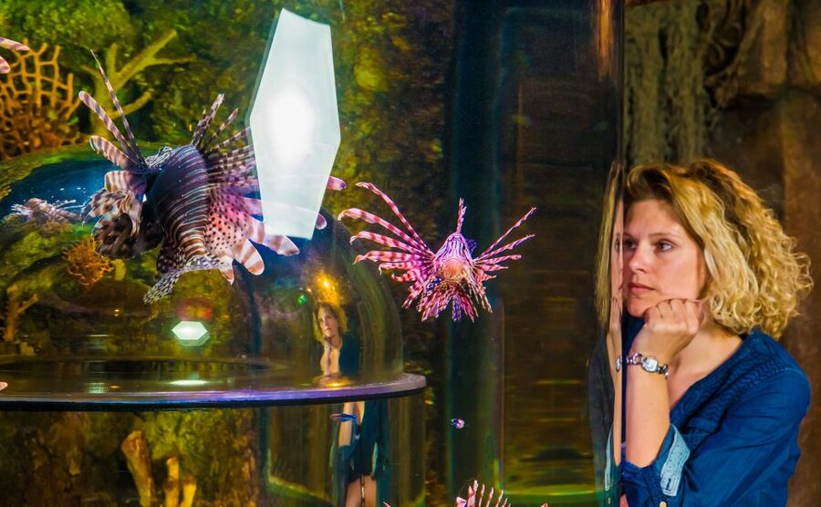 SEA LIFE Timmendorfer Strand Ticket - Blacktip Reef Sharks and the Green Sea Turtle Tank: The Big-Impact Exhibit