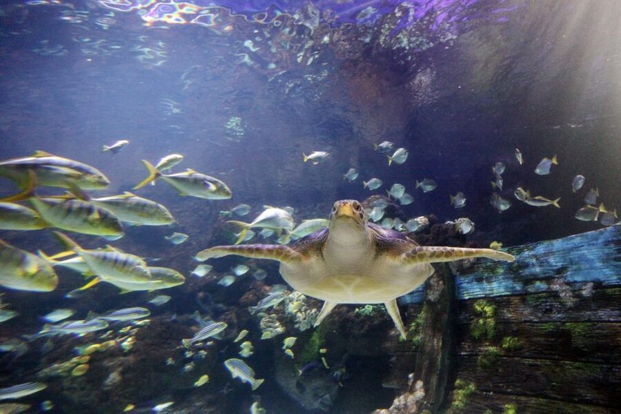 SEA LIFE Timmendorfer Strand Ticket - Touch Pool Encounters: Up Close With Sea Creatures (with rules)