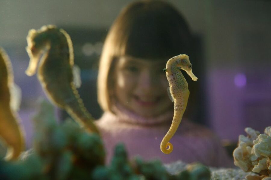 SEA LIFE Timmendorfer Strand Ticket - Getting There by Car or Public Transport (Kurpromenade 5 and the pier area)