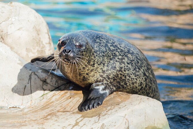 Sea Life Weymouth Admission Ticket - Sea Life Weymouth at a glance: what this ticket really covers