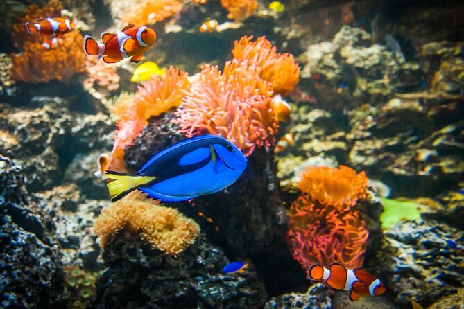 Sea Life Weymouth Admission Ticket - 15 zones, 1,000+ creatures: how the day flows