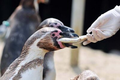 Sea Life Weymouth Admission Ticket - Finding your way: SEA LIFE Express and a simple start