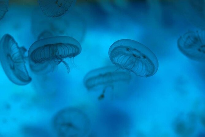 Sea Life Weymouth Admission Ticket - The shark storyline, sea turtles, and why these zones are more than tanks