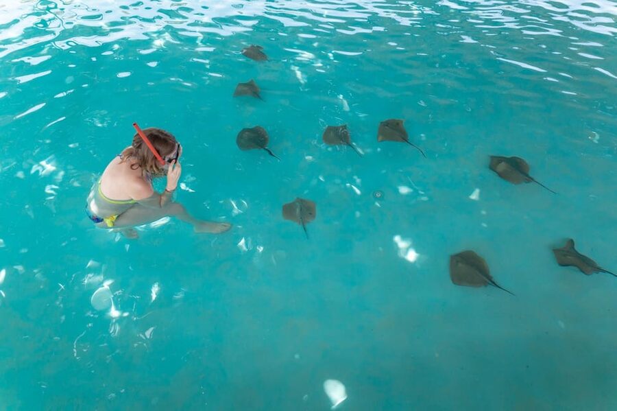 Seapark: Swimming in Pool Aquarium with Authentic Creatures - Sharks from a cage: thrill factor, clear boundaries
